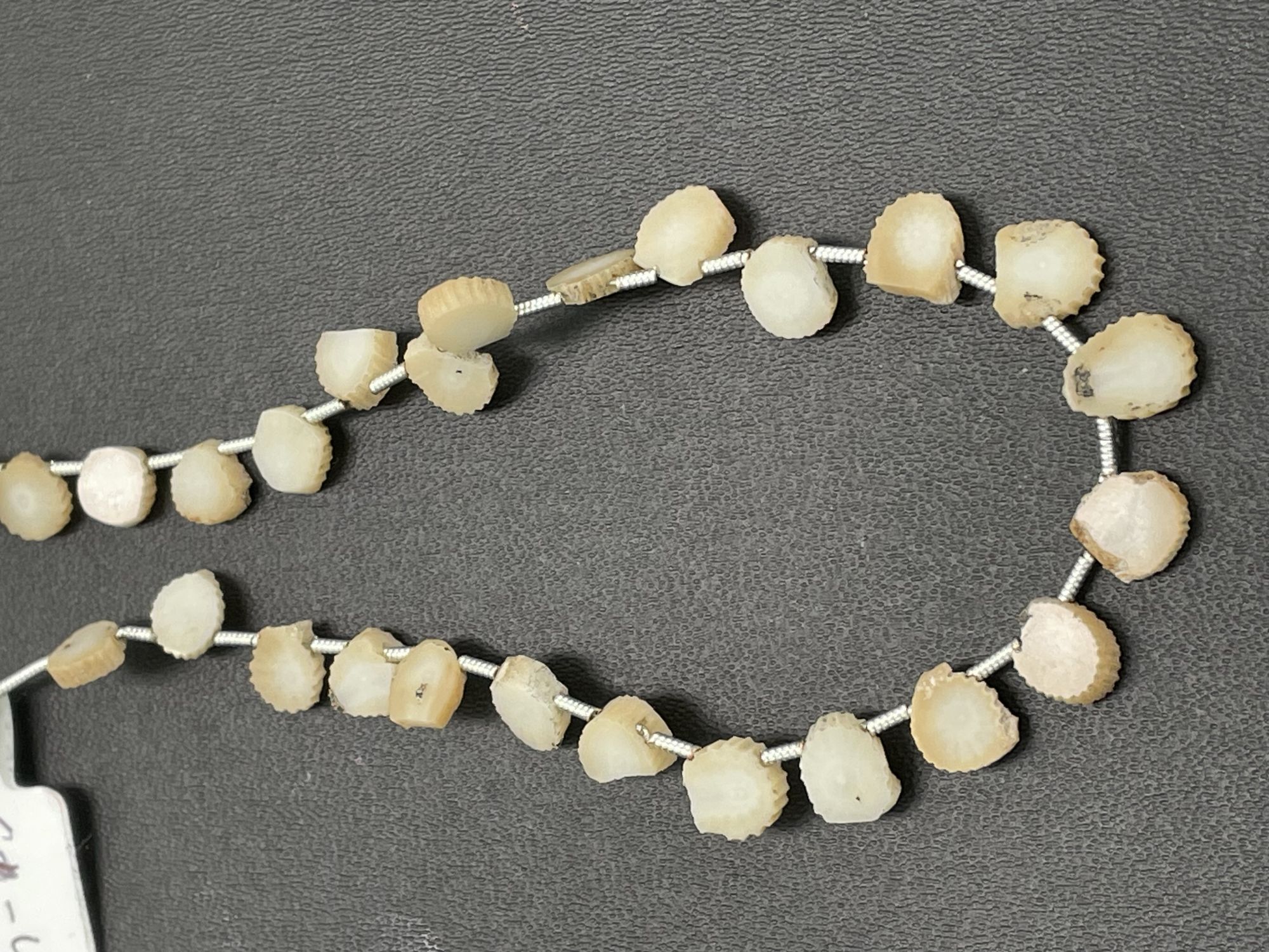 Fossil Coral Slice Smooth