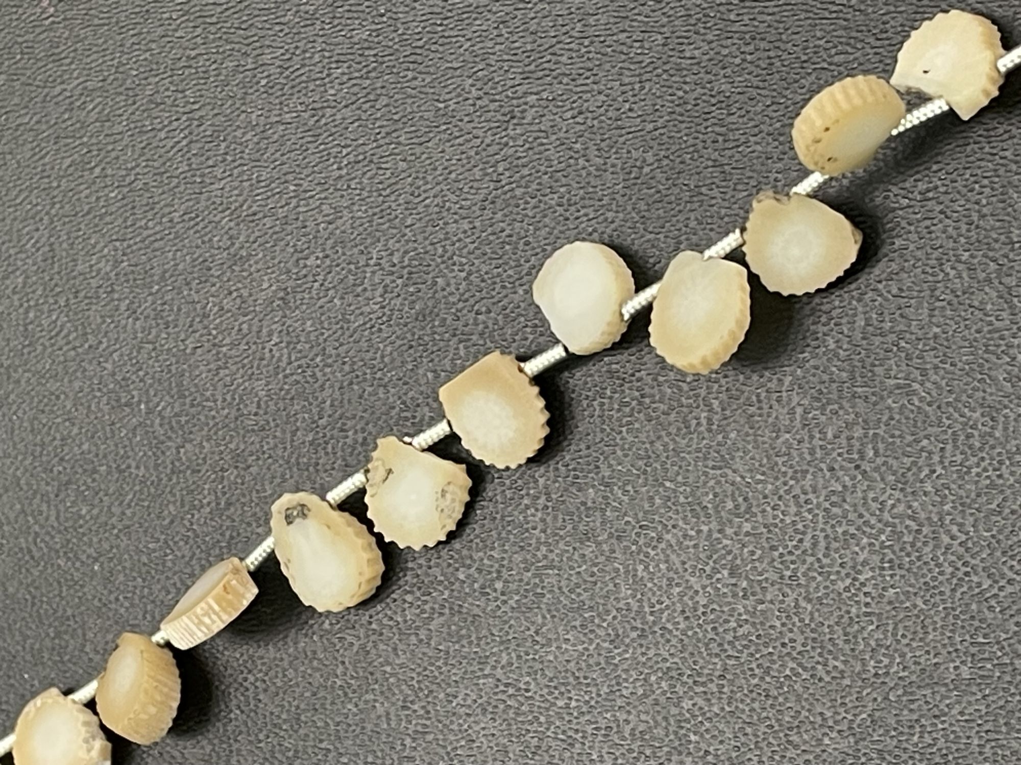 Fossil Coral Slice Smooth