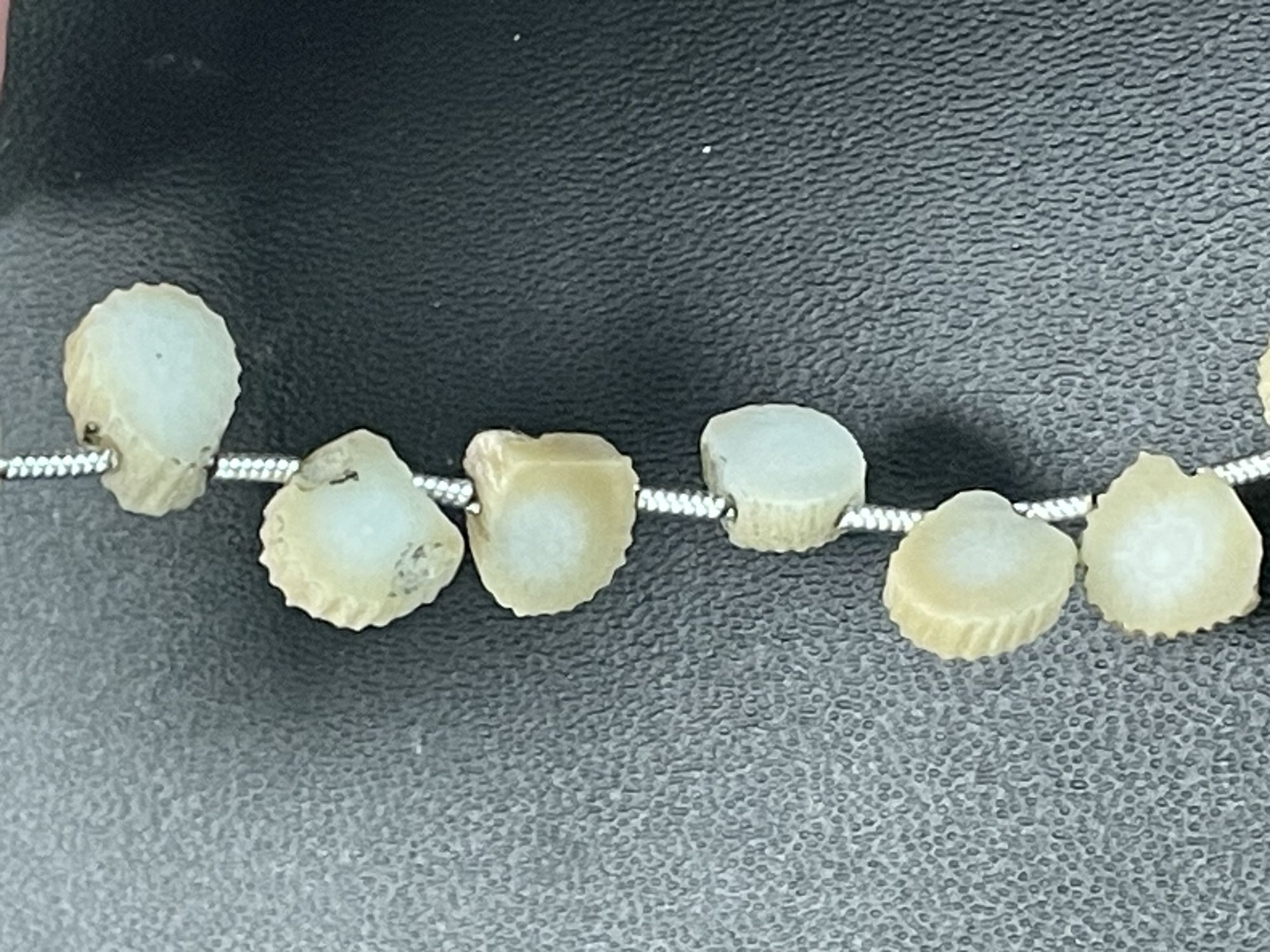 Fossil Coral Slice Smooth